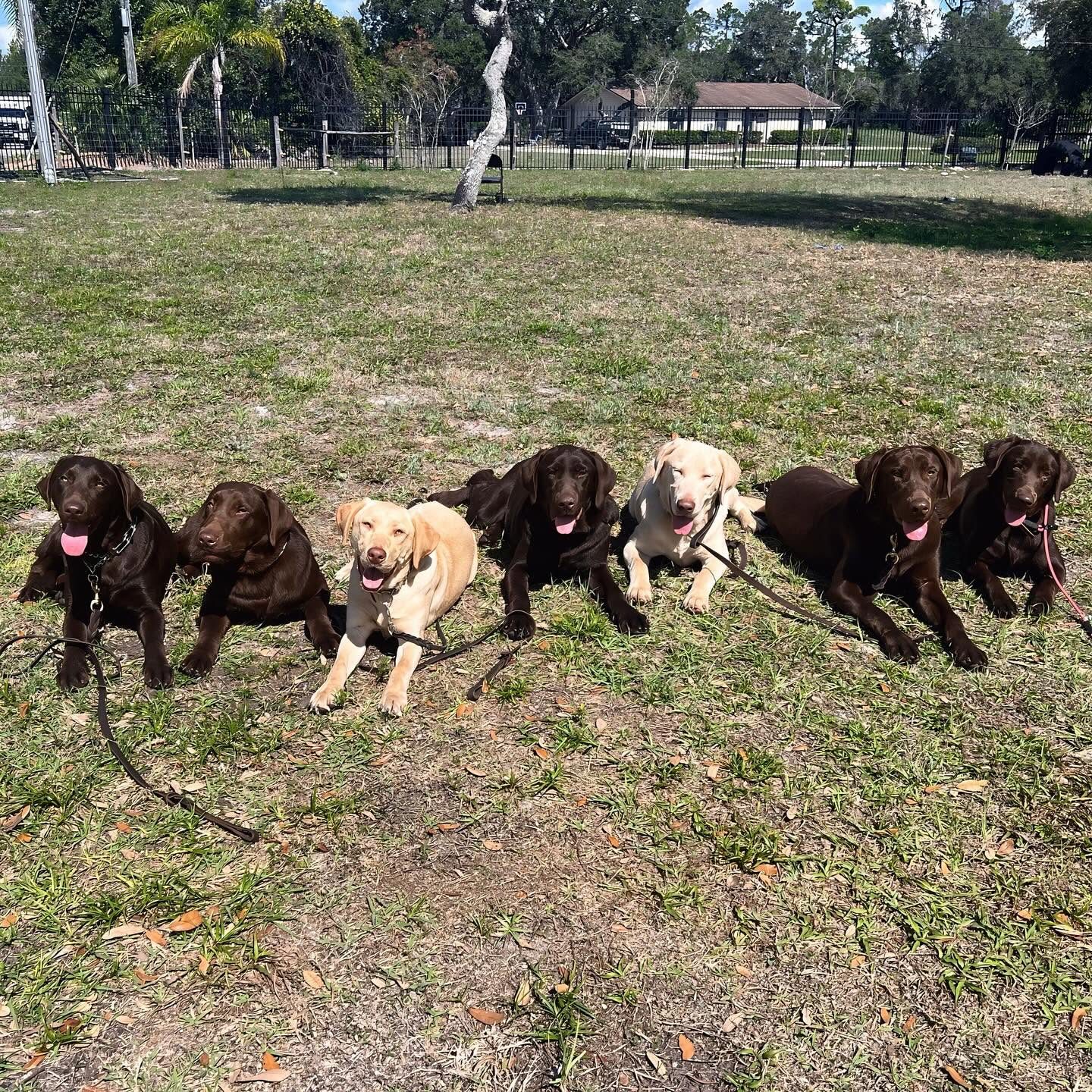 Dogs in obedience training