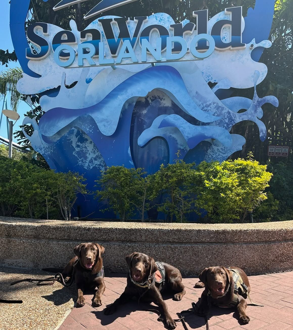 Service dog public access training