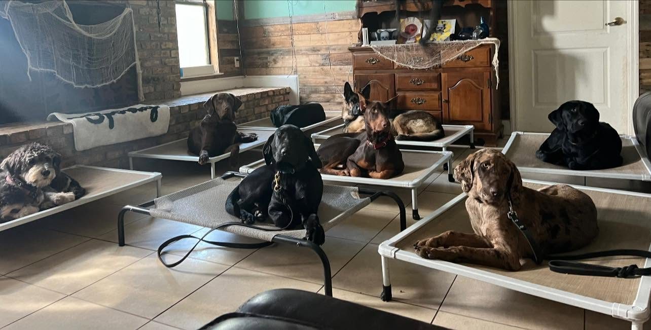 Purpose-bred Labradors in training