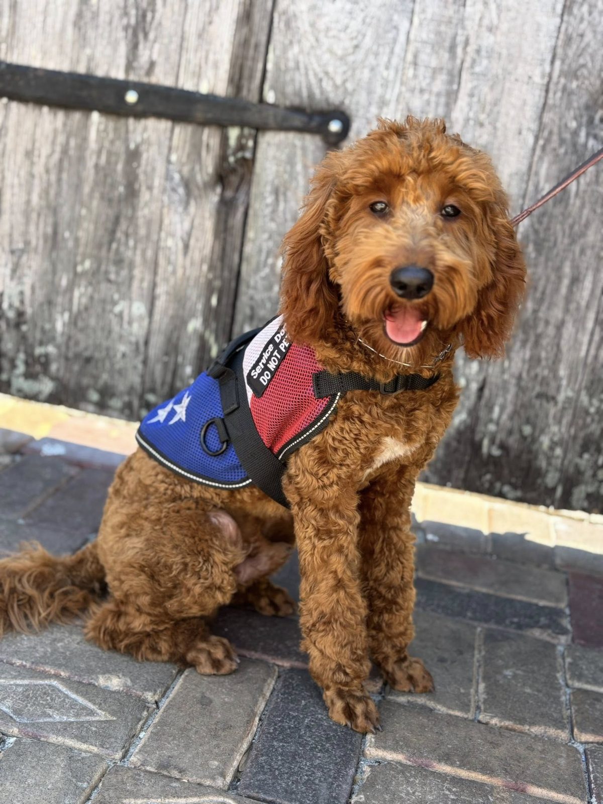 Service dog in vest